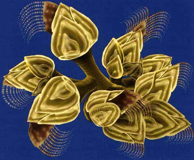 Морские уточки Своеобразная форма морских уточек вводила в сомнение не только - фото 25