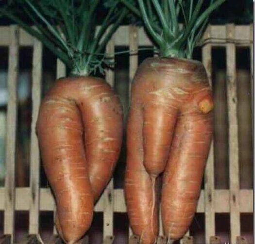 Рис 1Овощиуроды а конкретней морковка 2 Форматы уродов Уроды - фото 1