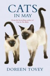 Дорин Тови: Cats In May