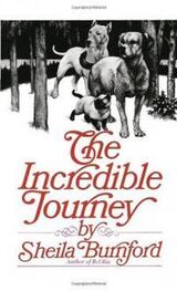 Шейла Барнфорд: The Incredible Journey