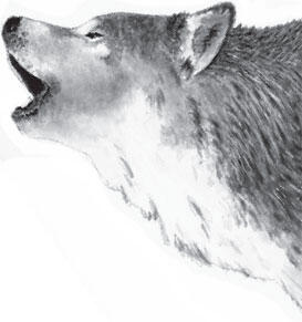 А как же собаки находят людей в снегу Собакиспасатели это специально - фото 8