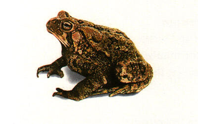 При линьке жаба сбрасывает старую кожу которую потом можно разложить на - фото 2