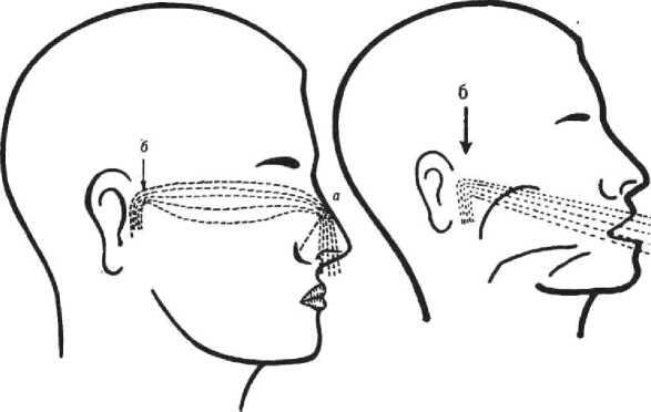 Рис 3 Носовое дыхание а в передней части носа б в куполе носоглотки - фото 3
