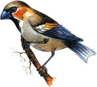 Дубонос Считается что первые умевшие летать птицы появились около 115 - фото 3