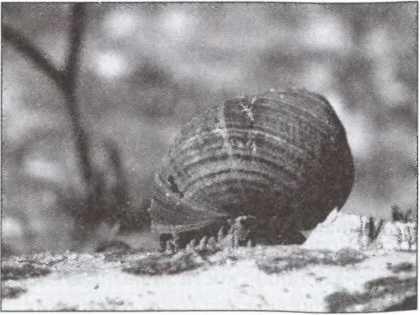 Моллюск Littorina Littorea Недолог был век нового моря Ученые предполагают - фото 4