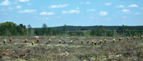 A fire crew grid searches an open field on a sunny day in East Texas Between - фото 49
