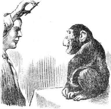 Шимпанзе Иони В ответ на звуки издаваемые человеком и воспроизводящие звуки - фото 11