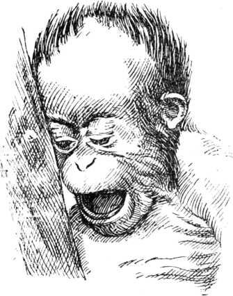 Плач Дарвин в ряде случаев раскрыл сходство мимики у человека и у - фото 14