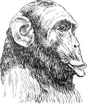 Выражение удовольствия у шимпанзе Очень многими наблюдателями установлено - фото 15