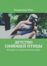 Владимир Шак: Детство сияющей птицы. Истории из жизни птенца сойки