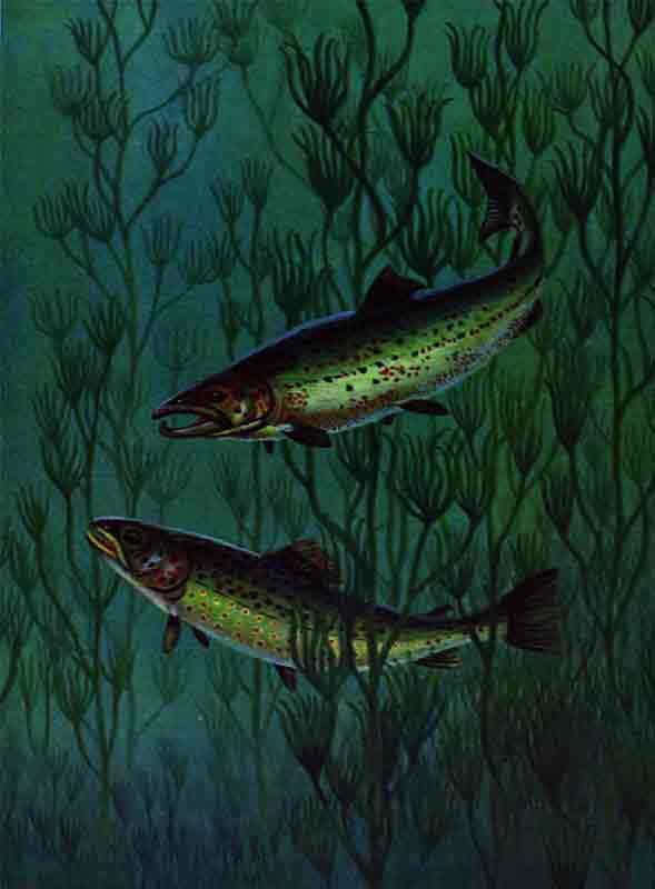 У самца благородного лосося более известного под вкусным именем семга - фото 15