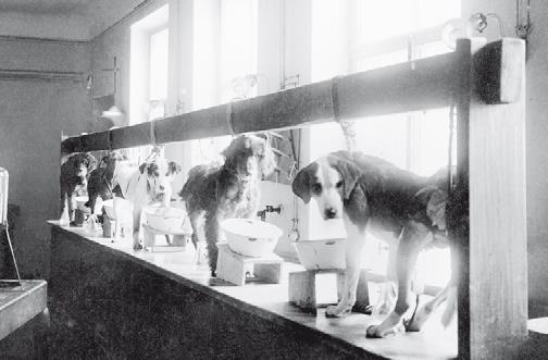 Собаки приняли участие в одном из самых известных в мире экспериментов в ходе - фото 3