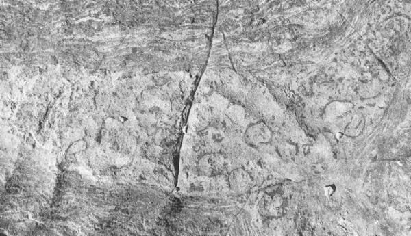 Почкующийся Namacalathus 550 миллионов лет Намибия предоставлено Рейчел Вуд - фото 1