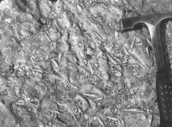 Ракушечная мостовая из раковин хиолитов 535 миллионов лет Река Юдома - фото 3