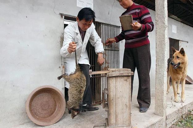 Санитарный врач на ферме по выращиванию циветт в Китае Фото China Photos - фото 3