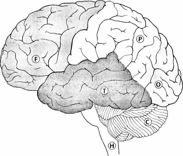 Рис 1 Мозг вид сбокуСлева передняя часть мозга Различные части коры больших - фото 3