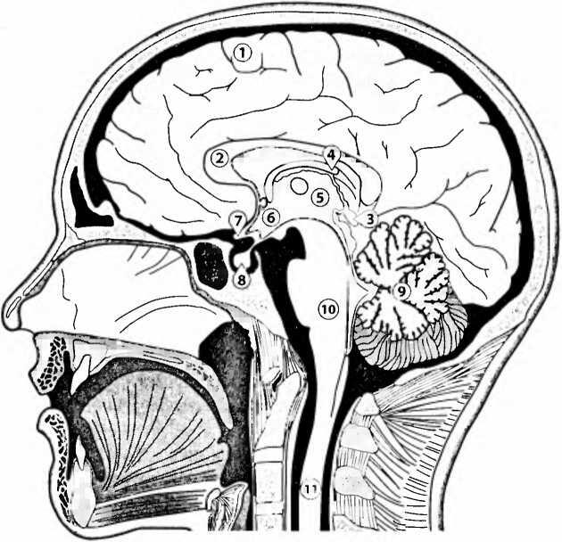 Рис 2 Схематическое изображение головного мозга продольный разрез 1 кора - фото 4