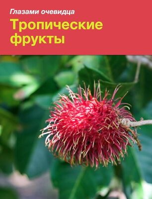 Сергей Серебряков Тропические фрукты
