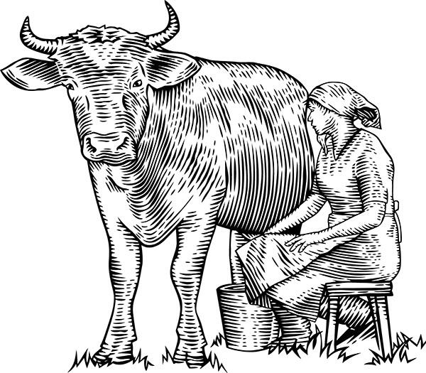 Всегда ли корова даёт молоко Или в какойто период Прежде чем корова начнёт - фото 16