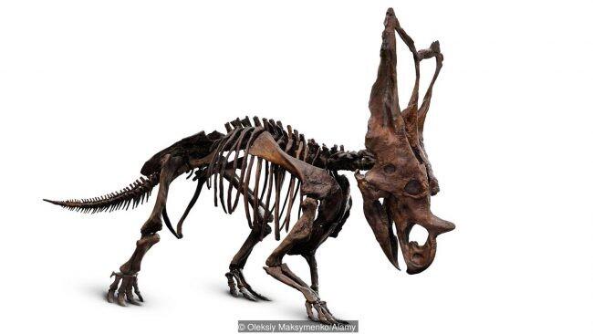 На самом деле динозавры жили не так давно Жизнь стара Динозавры  самые - фото 1