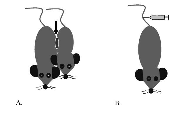 Исследования проведенные на лабораторных мышах показывают что молодая кровь - фото 2