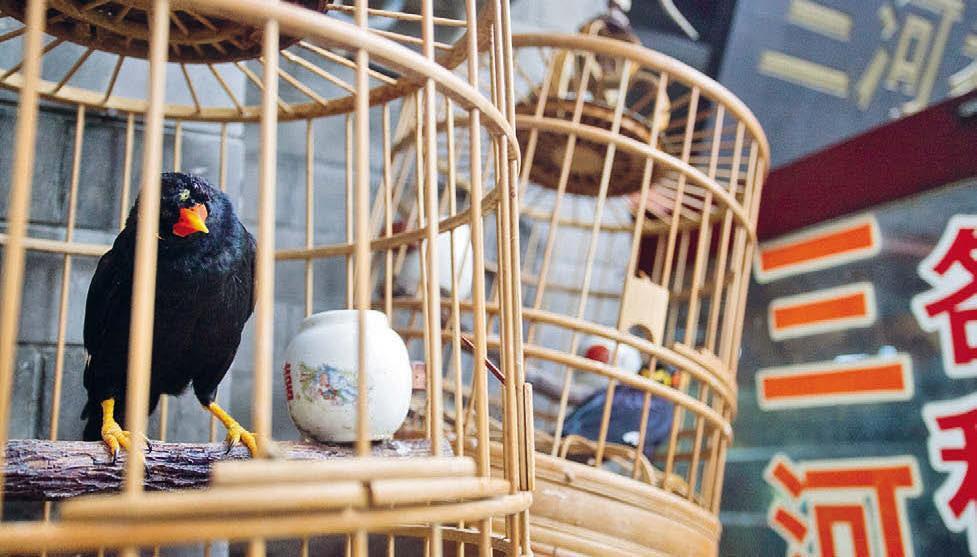 Самый большой отдел на рынке птичий Китайские подделки По пути от метро - фото 14