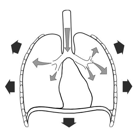 Дыхательные пути включают в себя носовую полость гортань трахею бронхи - фото 4