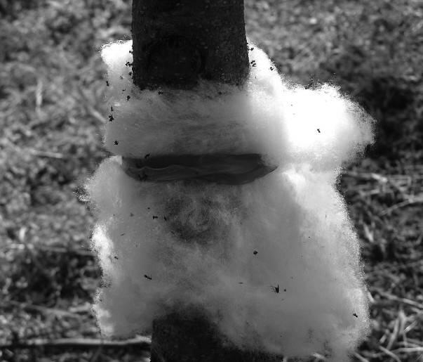 Рис 29 Итак ваши муравьи отказались от дерева и ушли к соседу Ура вы - фото 44
