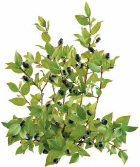 Вечнозелёное растение семейства Миртовые Внешне оно представляет собой - фото 15