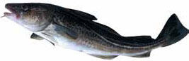 Рыба семейства тресковых Минтай ведёт придонный образ жизни обитает в - фото 6