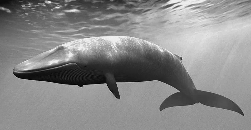Синий кит Обитающие в северном и южном полушариях синие киты в поисках - фото 1