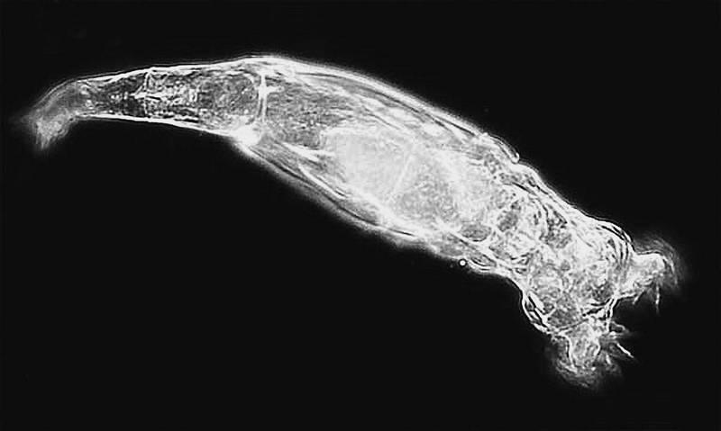Коловратка под микроскопом Коловратки вообще существа удивительные - фото 3