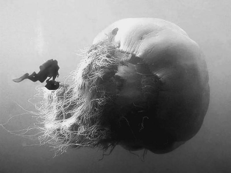 Гигантская арктическая медуза Средняя его длина в спокойном состоянии - фото 4