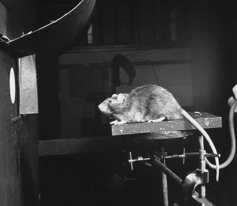 Подопытная крыса в лаборатории Вызвав инсульт у нескольких сотен этих - фото 3
