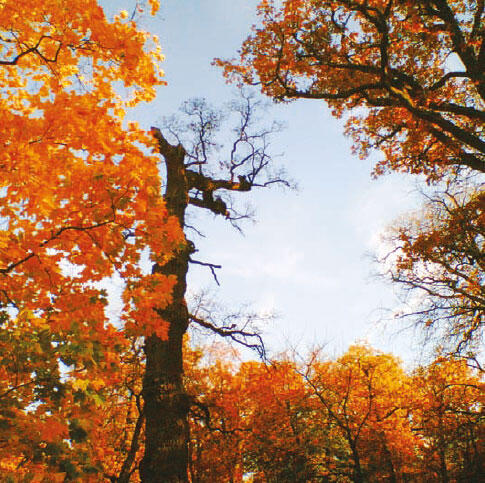 Опечаленная осень Опечаленная осень Красок цвет с деревьев сбросив - фото 3