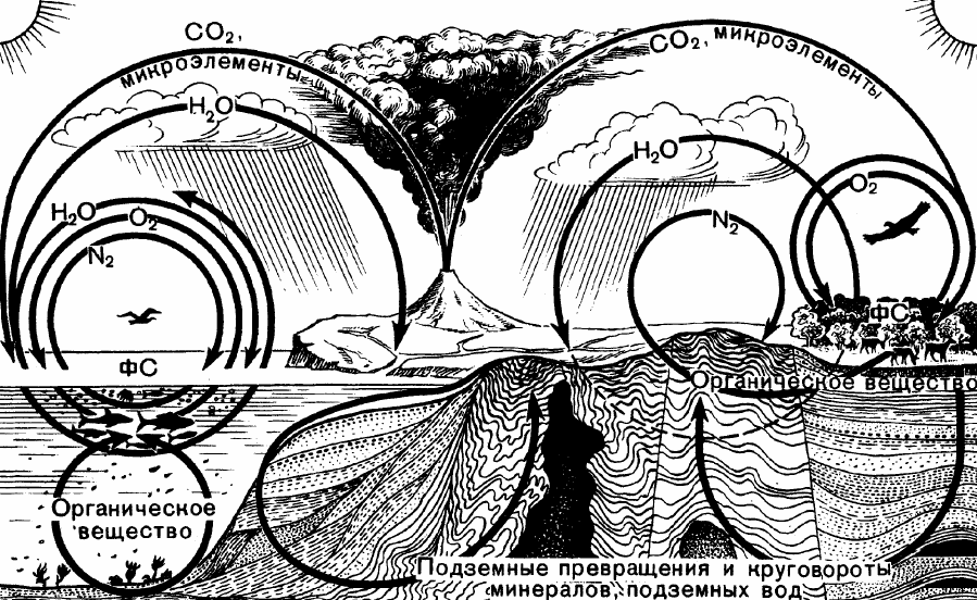 Геохимические круговороты в биосфере ФС фотосинтез Английский океанолог - фото 99