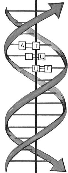 Строение ДНК 1 нуклеотиды 2 воображаемая ось молекулы 3 цепочки из - фото 7
