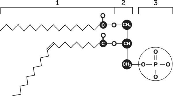 Формула молекулы фосфолипида 1 остаток жирной кислоты 2 остаток - фото 8