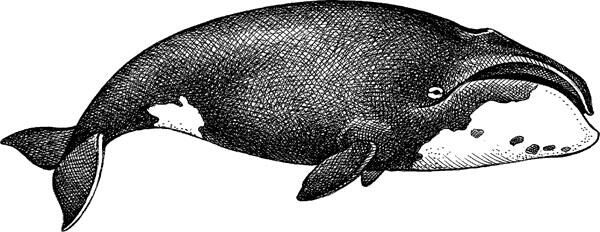 Гренландский кит Толщина подкожного жирового слоя у этого жителя Ледовитого - фото 9