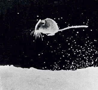 Например его знаменитый кадр мышонок выпрыгивающий изпод снега Не - фото 2