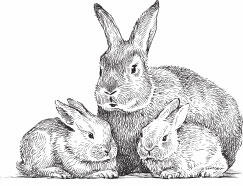 Интерес к разведению кроликов проявляют животноводы и просто любители во многих - фото 1