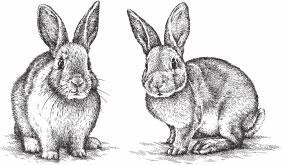 Пищеварительная система кроликов состоит из ротовой полости с языком и зубами - фото 2