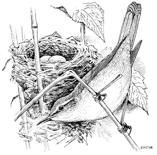 У птиц и зверьков в лесу есть свои этажи мышки живут в корнях в самом низу - фото 2