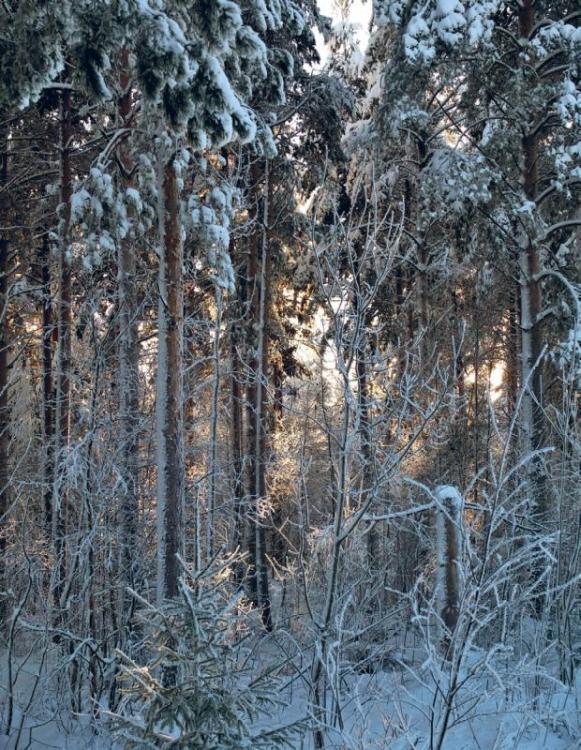 Поздняя зима прекрасное время для заготовки дров в деревьях мало влаги а - фото 7