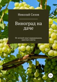 Николай Сизов: Как вырастить виноград на даче в Средней полосе России
