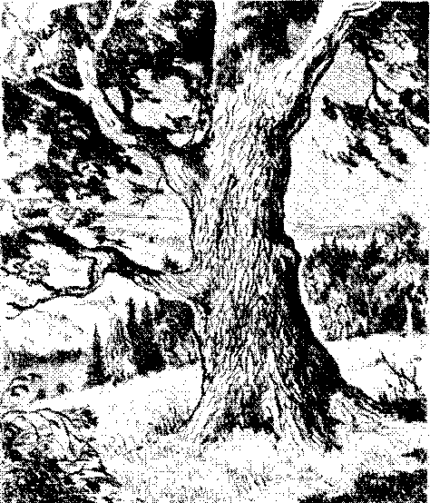 Теремок Стоял в лесу дуб Толстыйпретолстый старыйпрестарый Прилетел Дятел - фото 2