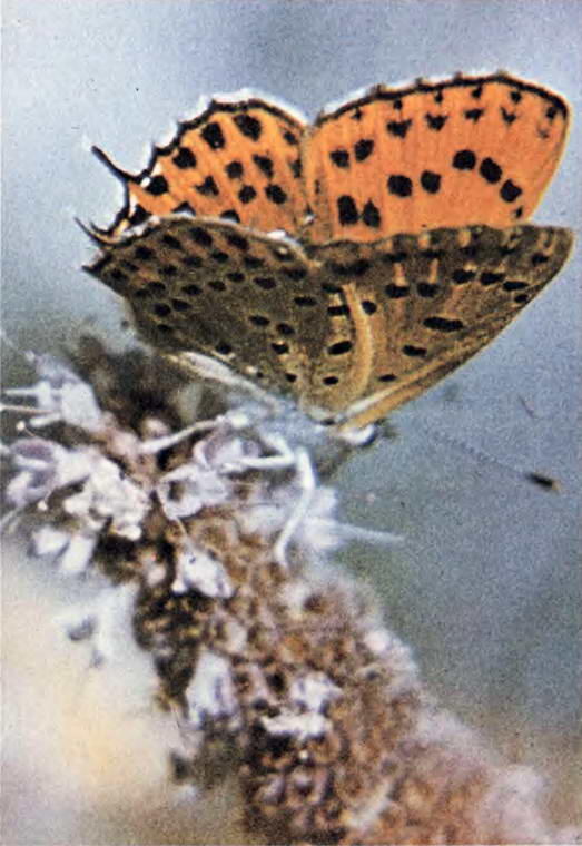 Благополучие этих бабочек зависит от цветов Осень Туркменский тушканчик - фото 47