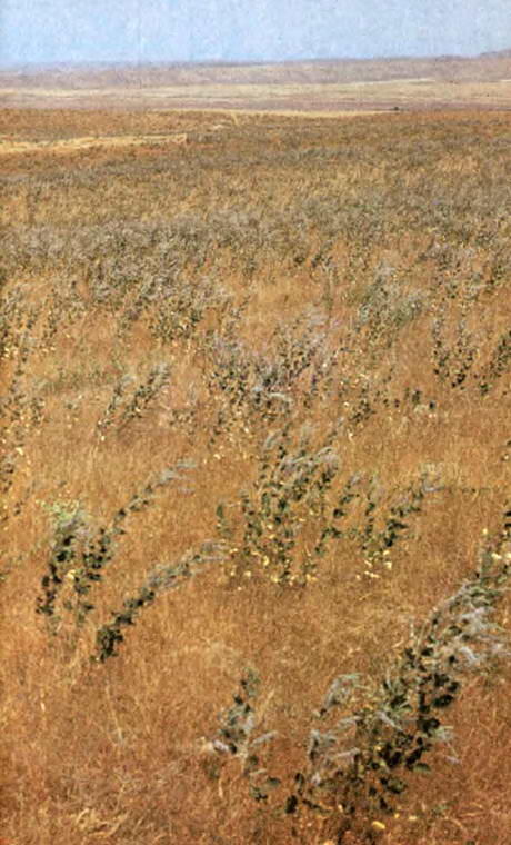 Осень Туркменский тушканчик К середине лета из маленьких паучков - фото 48