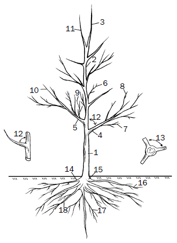 Рис 1Строение плодового дерева схема 1 штамб 2 ствол 3 побег - фото 1