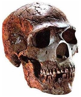 Кости неандертальцев уже были найдены но их интерпретация оставалась спорной - фото 4